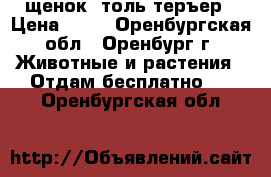 щенок  толь теръер › Цена ­ 50 - Оренбургская обл., Оренбург г. Животные и растения » Отдам бесплатно   . Оренбургская обл.